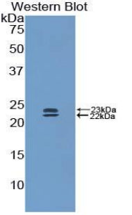 Polyclonal Antibody to Bone Morphogenetic Protein 1 (BMP1)