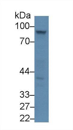 Polyclonal Antibody to Amiloride Binding Protein 1 (ABP1)