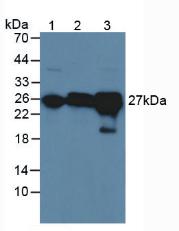 Polyclonal Antibody to Glutathione S Transferase A4 (GSTA4)