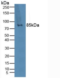 Polyclonal Antibody to Toll Like Receptor 2 (TLR2)