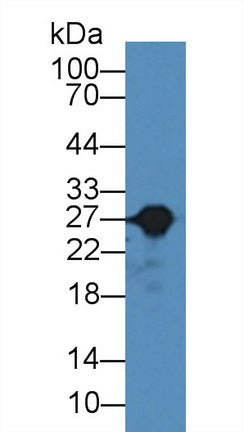 Polyclonal Antibody to Glutathione S Transferase Alpha 3 (GSTa3)