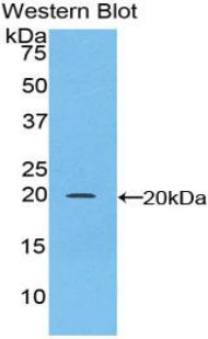 Polyclonal Antibody to CCAAT/Enhancer Binding Protein Gamma (CEBPg)