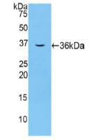 Polyclonal Antibody to Coagulation Factor V (F5)