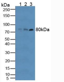 Polyclonal Antibody to Toll Like Receptor 6 (TLR6)