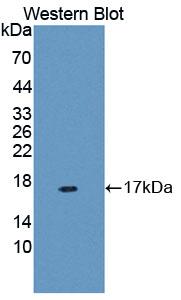 Polyclonal Antibody to Mucin 5 Subtype B (MUC5B)