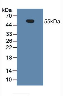 Polyclonal Antibody to Cluster Of Differentiation 14 (CD14)