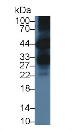 Polyclonal Antibody to Kallikrein 6 (KLK6)