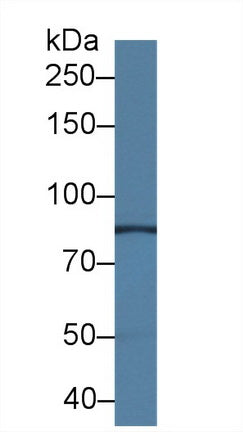 Polyclonal Antibody to Neuropilin 1 (NRP1)