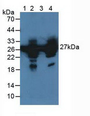 Polyclonal Antibody to Heat Shock Protein 27 (Hsp27)