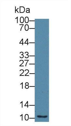 Polyclonal Antibody to Macrophage Migration Inhibitory Factor (MIF)