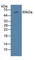 Polyclonal Antibody to Macrophage Migration Inhibitory Factor (MIF)