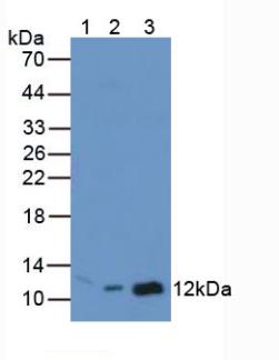 Polyclonal Antibody to Macrophage Migration Inhibitory Factor (MIF)