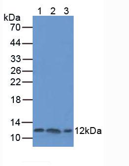 Polyclonal Antibody to Thioredoxin (Trx)