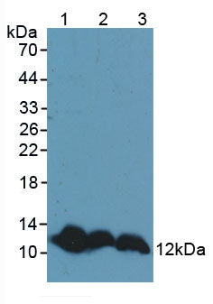 Polyclonal Antibody to Thioredoxin (Trx)