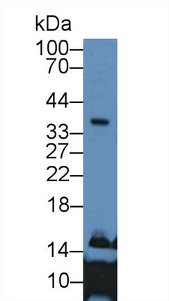 Polyclonal Antibody to Apolipoprotein E (APOE)