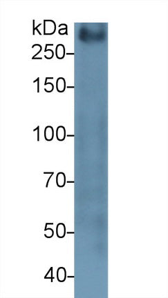 Polyclonal Antibody to Mucin 2 (MUC2)