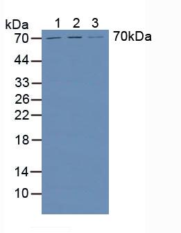 Polyclonal Antibody to Heparanase (HPSE)