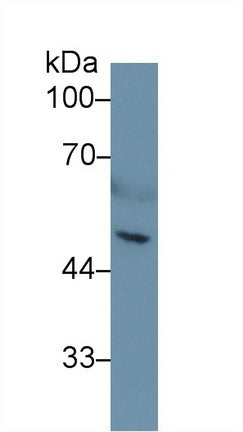 Polyclonal Antibody to Heparanase (HPSE)