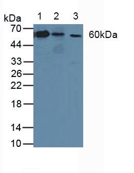 Polyclonal Antibody to Sodium/potassium Transporting ATPase Subunit Beta-3 (ATP1b3)