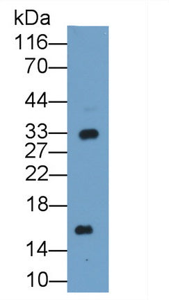 Polyclonal Antibody to Prealbumin (PALB)