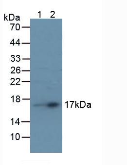 Polyclonal Antibody to Prealbumin (PALB)