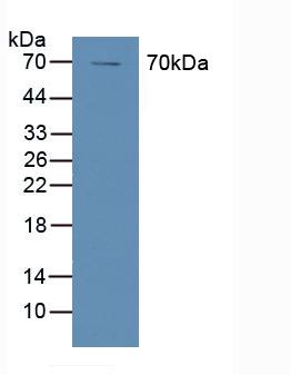 Polyclonal Antibody to Cyclooxygenase 1 (COX-1)