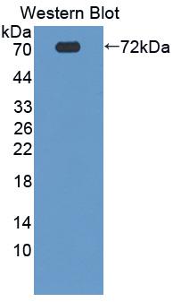 Polyclonal Antibody to Protein Z (PROZ)