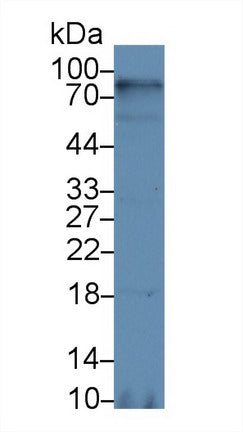 Polyclonal Antibody to Cluster Of Differentiation 38 (CD38)