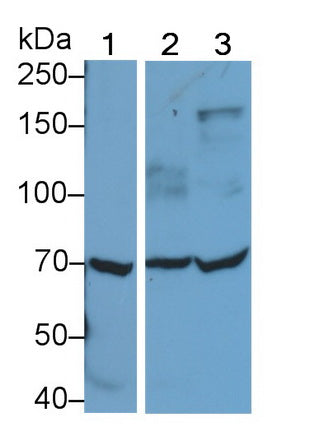 Polyclonal Antibody to Toll Like Receptor 4 (TLR4)