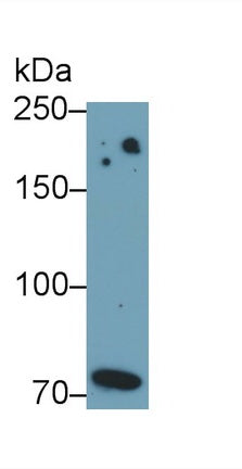 Polyclonal Antibody to Toll Like Receptor 4 (TLR4)