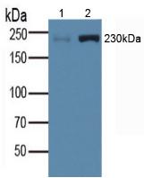 Polyclonal Antibody to Myosin Heavy Chain 1 (MYH1)