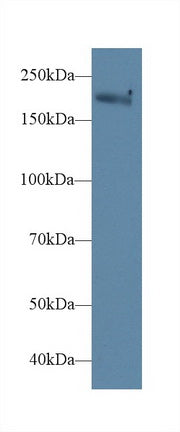 Polyclonal Antibody to Myosin Heavy Chain 1 (MYH1)