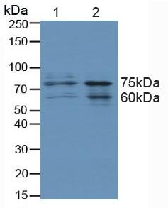 Polyclonal Antibody to Forkhead Box Protein O3 (FOXO3)