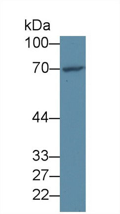 Polyclonal Antibody to Forkhead Box Protein O1 (FOXO1)