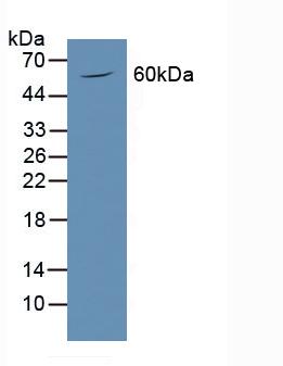 Polyclonal Antibody to Podocalyxin (PODXL)