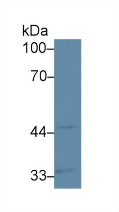 Polyclonal Antibody to Caspase 5 (CASP5)