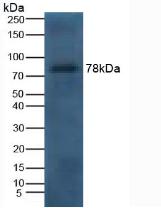 Polyclonal Antibody to Lactoferrin (LTF)