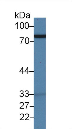 Polyclonal Antibody to Lactoferrin (LTF)