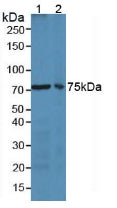 Polyclonal Antibody to Lactoferrin (LTF)