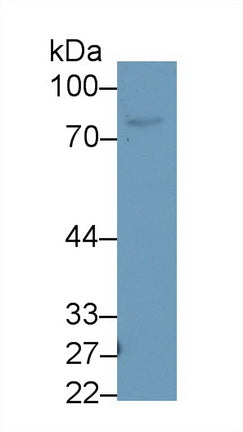 Polyclonal Antibody to Lactoferrin (LTF)