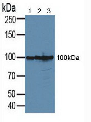 Polyclonal Antibody to Cluster Of Differentiation 276 (CD276)