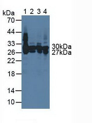 Polyclonal Antibody to Carbonic Anhydrase II (CA2)