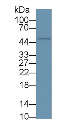 Polyclonal Antibody to Kidney Injury Molecule 1 (Kim1)