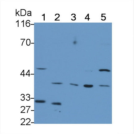 Polyclonal Antibody to Kidney Injury Molecule 1 (Kim1)