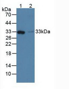 Polyclonal Antibody to Ficolin 1 (FCN1)