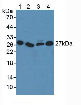 Polyclonal Antibody to Inducible T-Cell Co Stimulator Ligand (ICOSLG)