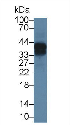 Polyclonal Antibody to Osteonectin (ON)