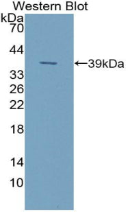 Polyclonal Antibody to Neuropeptide S (NPS)