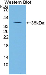 Polyclonal Antibody to Neuropeptide S (NPS)