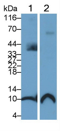 Polyclonal Antibody to Neuropeptide S (NPS)